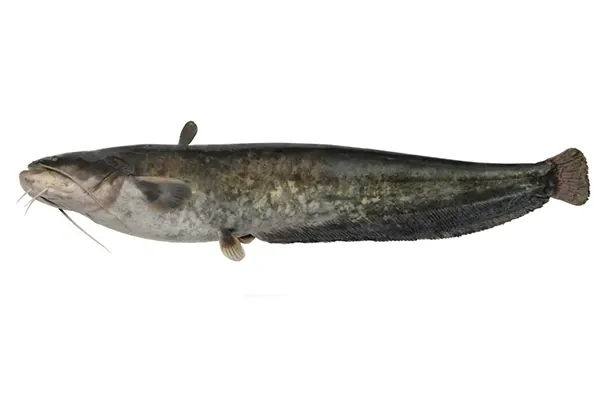 harcsa 002