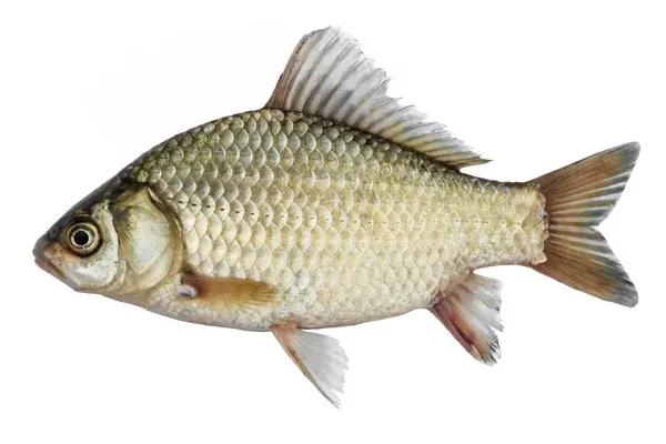 karasz