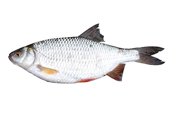 keszeg 002